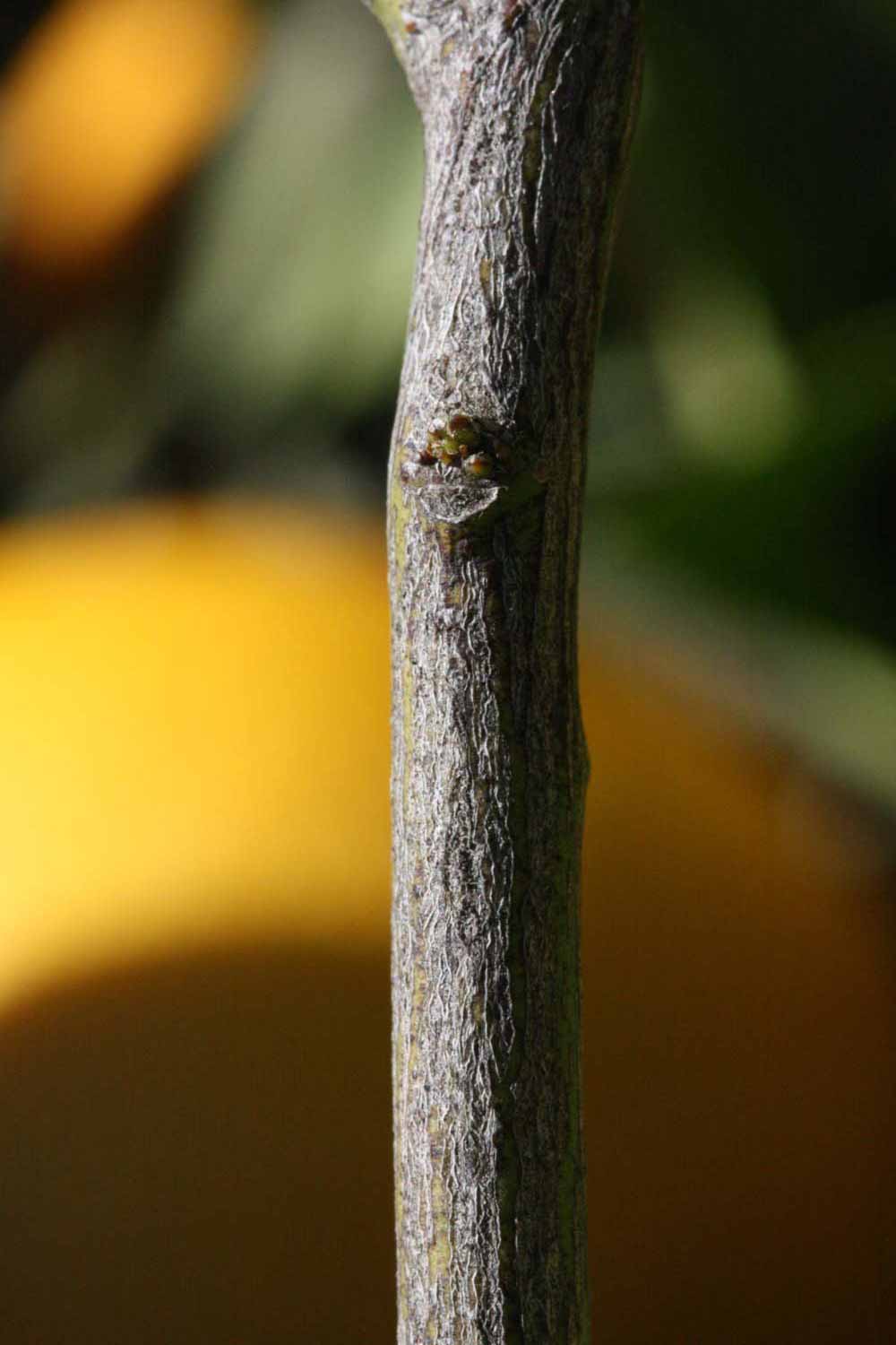              Second - third year twig (Riverside,   CA)       